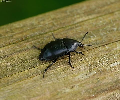 Smooth Carrion Beetle (Ablattaria laevigata) This beetle might be known as a 'Carrion beetle' and it does indeed feed on carrion, but its primary food source is actually live prey.

Find out what that prey is, here: https://www.youtube.com/watch?v=0UR2JPpQW4k             Ablattaria laevigata,Geotagged,Spring,United Kingdom