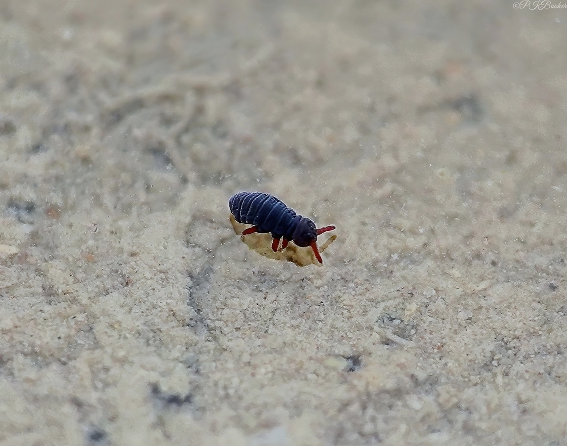 Water Springtail (Podura aquatica) P. aquatica is a semi-aquatic/aquatic species that lives its entire life scavenging on the surface of still bodies of water, such as ponds, streams, and puddles.<br />
<br />
This springtail is a small, squat-bodied creature measuring between b0.5 and 2.5 mm in length , typically bluish-grey but can appear nearly black, both appendages and antennae are red. Juveniles are orange.<br />
<br />
The body of Podura aquatica consists of a hydrophobic cuticle (a water-repelling 'skin'-like layer) which allows it to float and walk on the surface of the water.<br />
<br />
Another distinctive feature is the shape of its 'furcula', a large pincer-like, long and flattened organ that enables it to both jump off and land back on the water's surface without breaking the surface tension.<br />
<br />
This springtail feeds on decaying organic matter and is itself food for fish, amphibians, spiders, and other predacious insects.<br />
<br />
There are relatively few records in the UK but this is likely to be due to under-recording given how tiny these things are. <br />
<br />
There's also some concern of decline due to the use of pesticides and wetland drainage.<br />
<br />
                          Fall,Geotagged,Podura aquatica,United Kingdom,Water springtail
