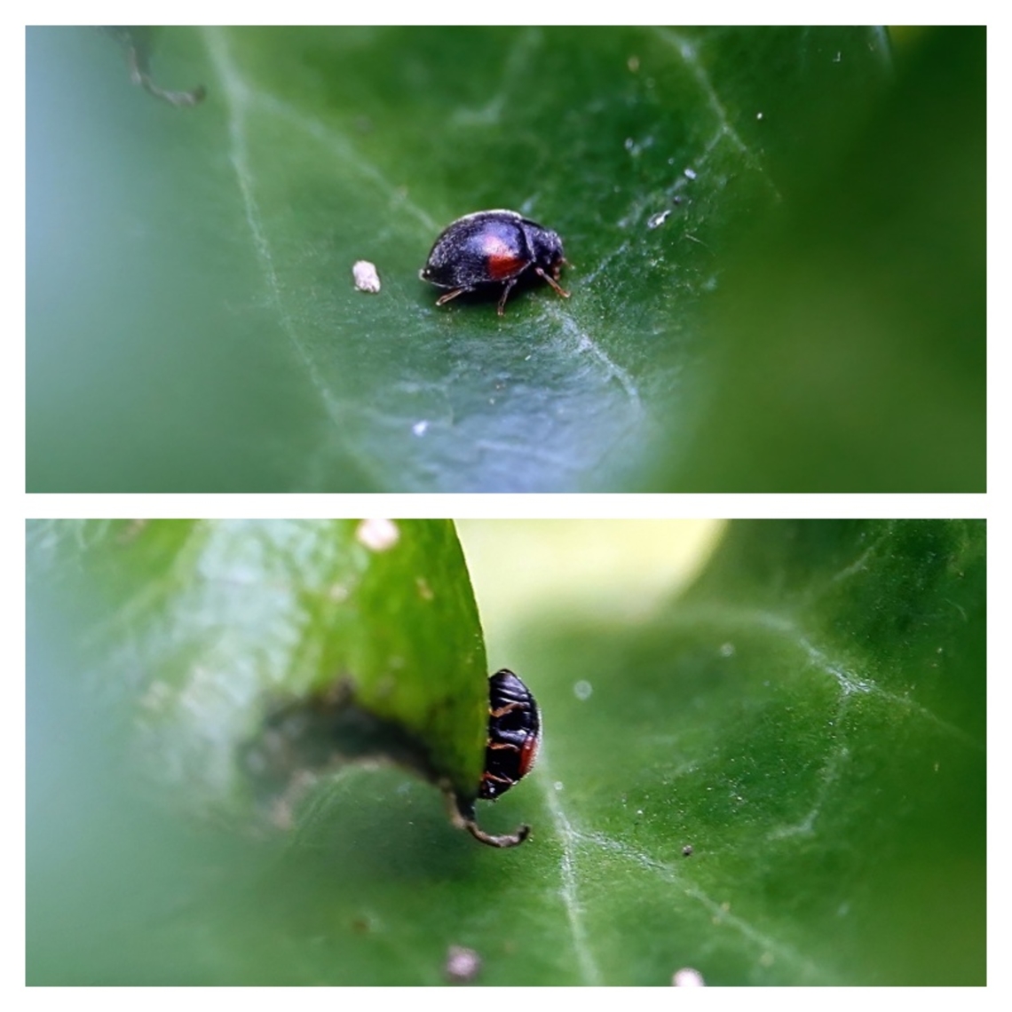 Red-flanked Scymnus (Scymnus interruptus) This is an absolutely tiny ladybird measuring just 1.5-2mm in length, which might account for the relatively low number of NBN records.<br />
<br />
Scymnus interruptus comes in both a dark and light form, with the former being by far the most common with a variably-sized red triangle on each wing case. The light form has a greater covering of red over the wing cases in various shapes. Both form ave red legs and antennae.<br />
<br />
Males usually have a red face and pronotum while those of the females are generally black.<br />
<br />
Although similar to a some other ladybird species a diagnostic feature is that the red triangles on the wing cases extend to the very edges and quite often to the underside of the epipleuron.<br />
This can be seen in the lower of the two photos in the collage above. <br />
<br />
This species can be found in gardens and elsewhere on evergreen shrubs, such as Euonymus, Privet, Viburnum tinus and (as in this case) Ivy, although you have to look VERY closely to find one without sweeping or beating, neither of which I do.<br />
<br />
It can also be found on deciduous trees and shrubs, such as Oak and Wiegela.<br />
<br />
 Given its diminutive size, <br />
 Beetles,Coleoptera,Geotagged,Ladybird,Scymnus interruptus,United Kingdom