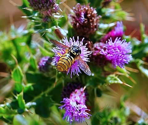 Verrall's Wasp Hoverfly (Chrysotoxum verralli) This is an attractive wasp mimic is found primarily in central and southern Europe and in the southern half of the UK where it's considered a scarce and localised species.

Watch it in action here:  https://www.youtube.com/watch?v=XCmesjOAVF4              Chrysotoxum verralli,Geotagged,Summer,United Kingdom