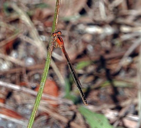 Scarce Blue-tailed Damselfly (Ischnura pumilio) in United Kingdom.