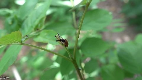 False Firefly (Drilus flavescens) (male)  Drilus flavescens,Geotagged,United Kingdom