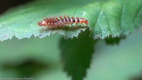 False Firefly (Drilus flavescens) (female)  Drilus flavescens,Geotagged,United Kingdom