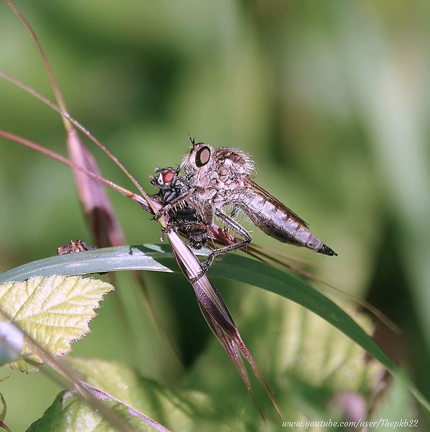Machimus rusticus (Downland Robberfly) Also known as 'the Assassin fly', for good reason.<br />
<br />
A superb flyer, the Robberfly will catch its prey mid-air, immediately injecting it with venom to paralyse it before settling, on its roost-leaf while the venom liquefies the poor victim's innards. This allows the Robberfly to suck his meal up though its proboscis.<br />
<br />
Delightful!<br />
<br />
The video accompanying the photo is available here:<section class="video"><iframe width="448" height="282" src="https://www.youtube-nocookie.com/embed/EoMa5m2x2LU?hd=1&autoplay=0&rel=0" frameborder="0" allowfullscreen></iframe></section> Geotagged,Machimus rusticus,Spring,United Kingdom,machimus rusticus