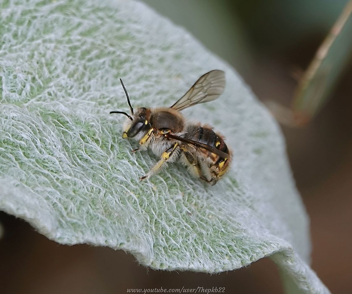Wool Carder Bee The name &#039;Carder, is derived from the wool industry where it refers to the process which disentangles, cleans and intermixes fibres to produce a continuous web or sliver suitable for subsequent processing.<br />
<br />
An accompanying video is available here: <section class="video"><iframe width="448" height="282" src="https://www.youtube-nocookie.com/embed/v79glNK5bQE?hd=1&autoplay=0&rel=0" frameborder="0" allowfullscreen></iframe></section> Anthidium manicatum,Bee,Bees,Carder Bee,Geotagged,Summer,United Kingdom,Wool Carder Bee
