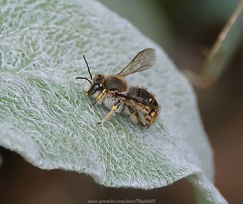 Wool Carder Bee The name 'Carder, is derived from the wool industry where it refers to the process which disentangles, cleans and intermixes fibres to produce a continuous web or sliver suitable for subsequent processing.

An accompanying video is available here: https://www.youtube.com/watch?v=v79glNK5bQE Anthidium manicatum,Bee,Bees,Carder Bee,Geotagged,Summer,United Kingdom,Wool Carder Bee