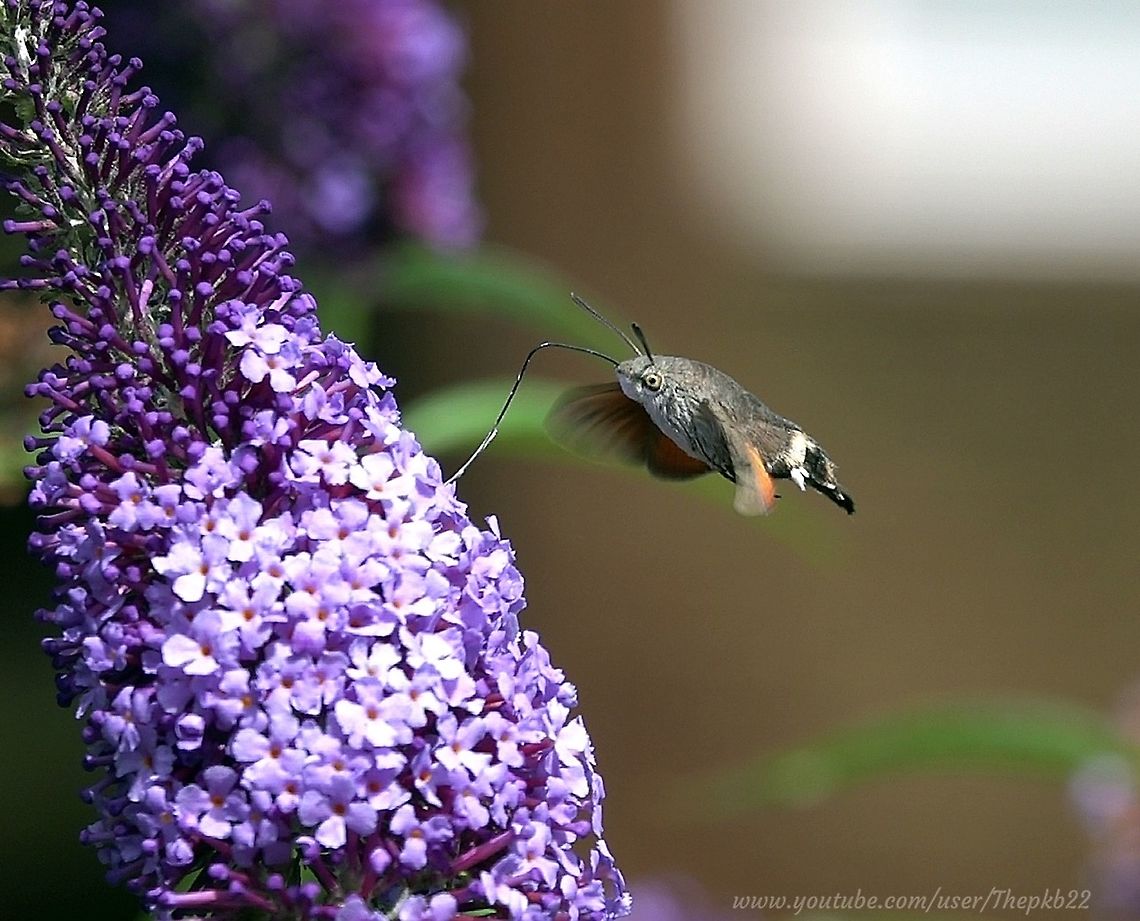 Hummingbird Hawk Moth (Macroglossum stellatarum) I came across a purple Buddleia yesterday, which had more butterflies on it at one time, and fluttering around it, than I think I&#039;ve ever seen one Buddleia attract in the past. I counted at least 9 species. <br />
<br />
I just had a feeling if I waited long enough a Hummingbird Hawk Moth would come calling, and so it did.<br />
<br />
With wings, strong enough to allow it to fly in the rain, I could hear them hum every time the wind dropped.<br />
<br />
A fascinating and beautiful moth mimic.<br />
<br />
An accompanying video may be viewed here: <section class="video"><iframe width="448" height="282" src="https://www.youtube-nocookie.com/embed/FzaR_fydWIM?hd=1&autoplay=0&rel=0" frameborder="0" allowfullscreen></iframe></section> Geotagged,Hummingbird hawk-moth,Macroglossum stellatarum,Moth Week 2020,United Kingdom