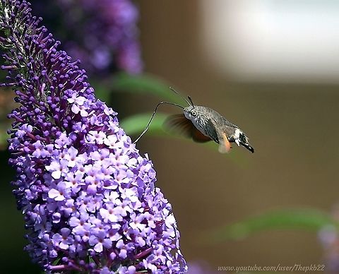 Hummingbird Hawk Moth (Macroglossum stellatarum) I came across a purple Buddleia yesterday, which had more butterflies on it at one time, and fluttering around it, than I think I've ever seen one Buddleia attract in the past. I counted at least 9 species. 

I just had a feeling if I waited long enough a Hummingbird Hawk Moth would come calling, and so it did.

With wings, strong enough to allow it to fly in the rain, I could hear them hum every time the wind dropped.

A fascinating and beautiful moth mimic.

An accompanying video may be viewed here: https://www.youtube.com/watch?v=FzaR_fydWIM Geotagged,Hummingbird hawk-moth,Macroglossum stellatarum,Moth Week 2020,United Kingdom