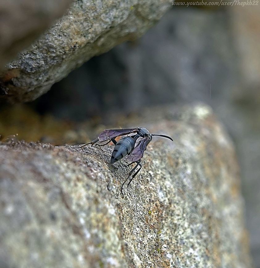 Blue Warrior Wasp (Synoeca surinama) This is one species you really want to go out of your way to be polite to and not disturb, but you're only on Machu Pichu once in a lifetime so........why not take a discreet look?<br />
<br />
The accompanying video may be viewed here: <section class="video"><iframe width="448" height="282" src="https://www.youtube-nocookie.com/embed/OoCOdtKyKSE?hd=1&autoplay=0&rel=0" frameborder="0" allowfullscreen></iframe></section> Geotagged,Peru,Spring,Synoeca surinama,Warrior wasps
