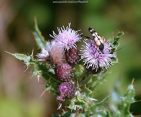Black & Yellow Longhorn Beetle (Rutpela maculata) I had never noticed this Longhorn Beetle before so was surprised when it landed right in front of me. only to be joined seconds later by an Ichneumonid Wasp, which looks like it's laying eggs.

The accompanying video may be viewed here: https://www.youtube.com/watch?v=n-H7jjLMXPc Geotagged,Rutpela maculata,Spotted Longhorn,Summer,United Kingdom