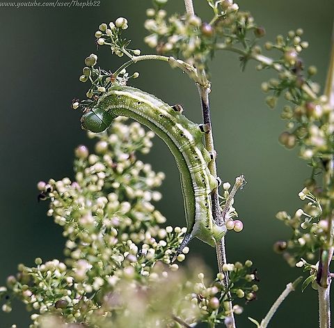 Caterpillar of the Hummingbird Hawk Moth (Macroglossum stellatarum) 15 days ago I took a photo of a Hummingbird Hawk Moth, which I thought was laying eggs in one of my plant pots.

Today I found this in that same pot......

 A little late, but here is a video to go with the photograph. It was worth the delay : https://www.youtube.com/watch?v=_dquL62i7-w Geotagged,Hummingbird hawk-moth,Macroglossum stellatarum,Summer,United Kingdom