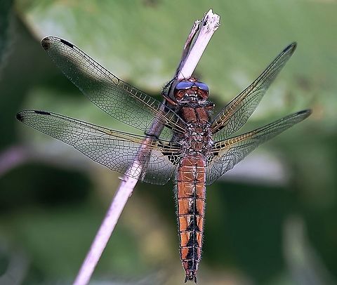 Scarce Chaser (female) (Libellula fulva) Considering this isn't a common species by any means in the UK, it was great to stumble across them in two local Sussex sites, this summer. 

The female in particular is very distinctive, as seen in this very close-up accompanying video : https://www.youtube.com/watch?v=DGDZM0A1gqk

The male I shall post separately. Geotagged,Libellula fulva,Scarce chaser,Spring,United Kingdom