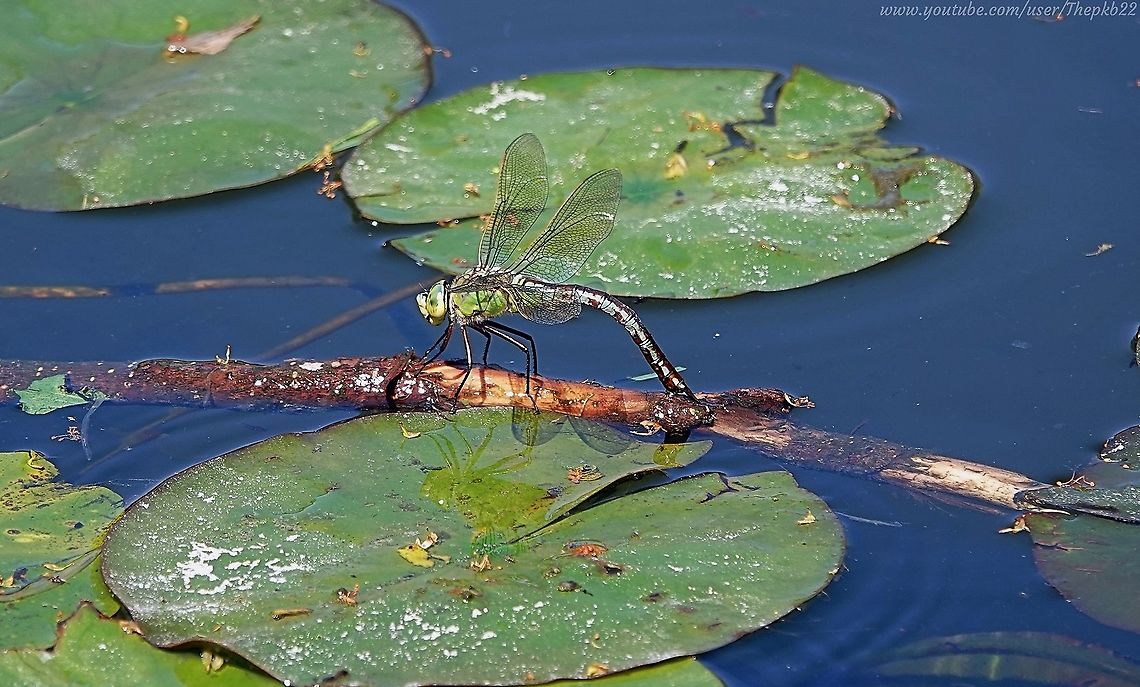 Emperor Dragonfly (female) - Anox imperator An impressive Dragonfly, and it should be, given it&#039;s the UK&#039;s largest.<br />
<br />
It&#039;s also an impressively fast flyer and can often be seen patrolling or hunting close by water. Although it will travel further if necessary.<br />
<br />
This is a female laying eggs, as one is in the accompanying video: <section class="video"><iframe width="448" height="282" src="https://www.youtube-nocookie.com/embed/nT8zvTwEx1A?hd=1&autoplay=0&rel=0" frameborder="0" allowfullscreen></iframe></section> Anax imperator,Blue Emperor,Emperor dragonfly,Geotagged,Summer,United Kingdom
