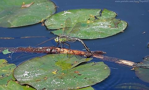 Emperor Dragonfly (female) - Anox imperator An impressive Dragonfly, and it should be, given it's the UK's largest.

It's also an impressively fast flyer and can often be seen patrolling or hunting close by water. Although it will travel further if necessary.

This is a female laying eggs, as one is in the accompanying video: https://youtu.be/nT8zvTwEx1A Anax imperator,Blue Emperor,Emperor dragonfly,Geotagged,Summer,United Kingdom