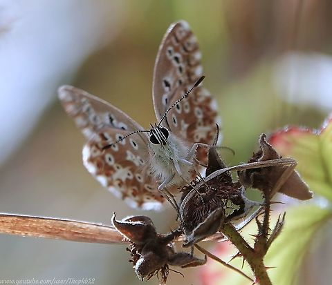 Chalk Hill Blue Butterfly (Polyommatus coridon) I'm lucky enough to live in an area of chalk hills on the south coast of the UK where this delicate and beautiful small butterfly lives. It wasn't that long ago, a sighting seemed to be a bit of an occasion, but recent warmer and wet winters appears to have boosted numbers considerably.

As you can tell, I pretty much had to crawl very gently towards this one to get this shot.

For a better idea, watch this accompanying close-up video of a male: https://www.youtube.com/watch?v=TmBgPu7Oe1M Chalkhill blue,Geotagged,Polyommatus coridon,Summer,United Kingdom