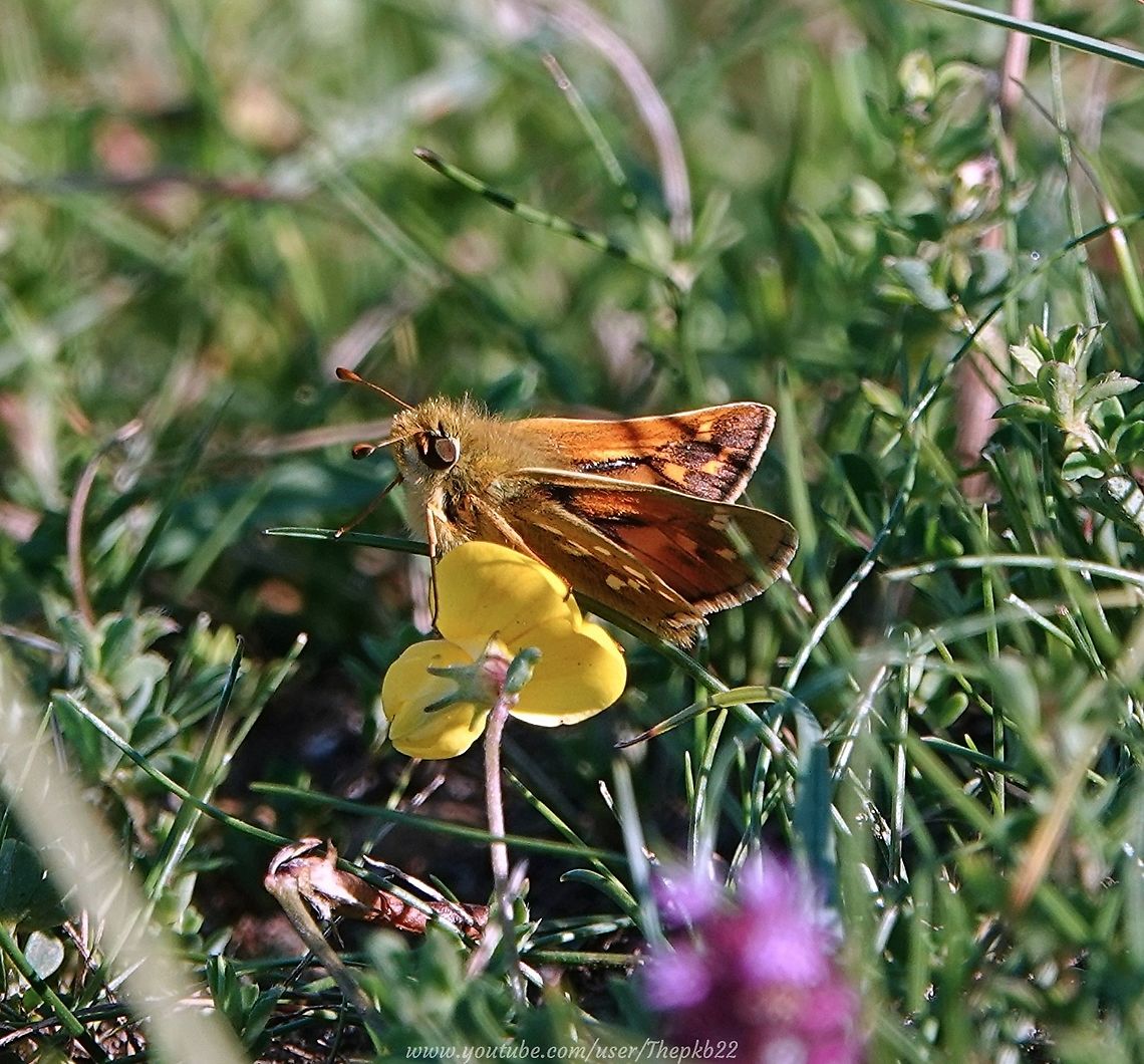 Silver-spotted Skipper Butterfly (Hesperia comma) There appears to have been an abundance of Large, Small and Essex Skipper butterflies in my locality this year, so spotting this much rarer &amp; equally diminutive Skipper in amongst them has been quite difficult. <br />
<br />
But, what a wonderful problem to have. <br />
<br />
You can see the silver spots on the hind wings which give this butterfly its name, in the photo and in this accompanying video: <section class="video"><iframe width="448" height="282" src="https://www.youtube-nocookie.com/embed/z7PMfHfAGw0?hd=1&autoplay=0&rel=0" frameborder="0" allowfullscreen></iframe></section> Epargyreus clarus,Geotagged,Silver-spotted Skipper,Summer,United Kingdom
