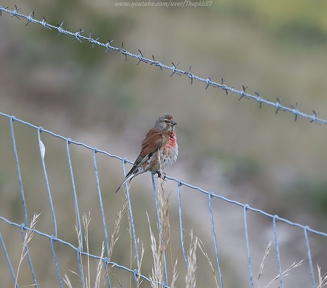 Common Linnet (Carduelis cannabina) or (Linaria cannabina) Although it tends to live in flocks, the linnet can be difficult to get a close look at, due to its habit of zipping in short hops between bushes or trees to escape attention. Every now and then though, on more open farmland, you can find them out in the open, like this male, and the female in my video. <br />
<br />
Then you realise what an underappreciated bird this is: <section class="video"><iframe width="448" height="282" src="https://www.youtube-nocookie.com/embed/UE3iMBy8_uI?hd=1&autoplay=0&rel=0" frameborder="0" allowfullscreen></iframe></section> Carduelis cannabina,Common Linnet,Geotagged,Linaria cannabina,Summer,United Kingdom