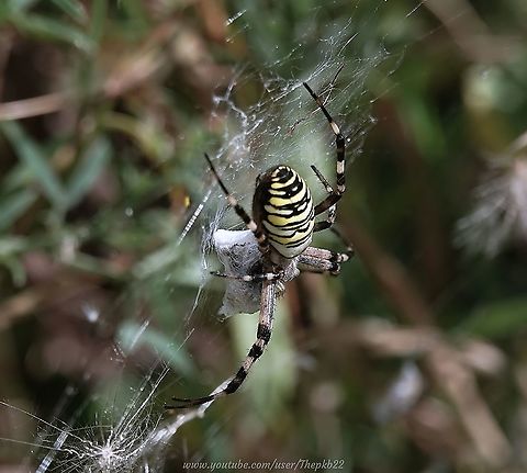 Wasp Spider (Argiope bruennichi) I was genuinely shocked when I saw this female Wasp Spider this afternoon. partly because it was so big, and partly because the large field through which I was walking, packed with colourful plants, flowers and grasses, meant it really was a stroke of luck to see it at all.

It's only the second one I've ever seen, the other being in a managed nature reserve, many years ago.

Here she is in her full glory: https://www.youtube.com/watch?v=C0BFcbXk0H4 Argiope bruennichi,Geotagged,Summer,United Kingdom,Wasp spider