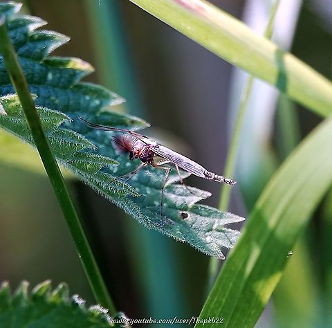 Non-biting Midge (Chironomus plumosus) Wherever there is water, particularly still, or even polluted water throughout the world, you'll find midges. There's a a few area at the poles where nothing, it appears could exist, but a midge species can still be found.

Foe a closer look: https://www.youtube.com/watch?v=yiDvlNYx2tQ Chironomus plumosus,Geotagged,Summer,United Kingdom