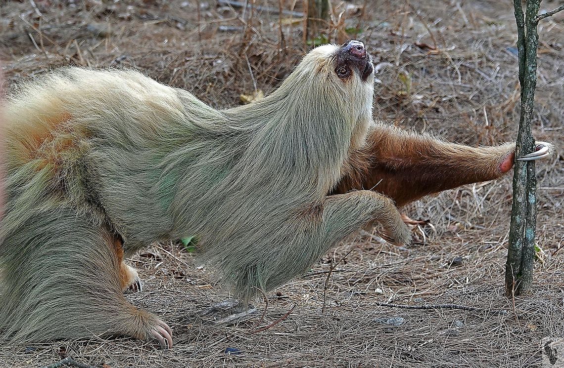Hoffman's Two-toed Sloth (Choloepus hoffmanni) Possibly the most enthralling encounter of a non-captive (wonderfully gentle) animal I've ever experienced and it happened entirely by chance, as it climbed from its tree and headed straight foe me.<br />
<br />
It's all here: <section class="video"><iframe width="448" height="282" src="https://www.youtube-nocookie.com/embed/3KliKfbzfEY?hd=1&autoplay=0&rel=0" frameborder="0" allowfullscreen></iframe></section> Choloepus hoffmanni,Costa Rica,Geotagged,Hoffmanns two-toed sloth,Spring