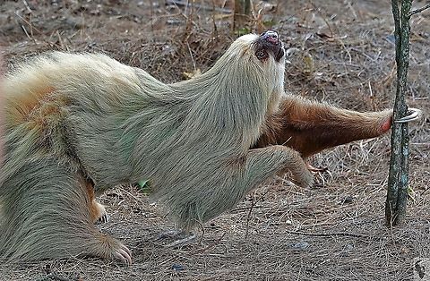 Hoffman's Two-toed Sloth (Choloepus hoffmanni) Possibly the most enthralling encounter of a non-captive (wonderfully gentle) animal I've ever experienced and it happened entirely by chance, as it climbed from its tree and headed straight foe me.

It's all here: https://www.youtube.com/watch?v=3KliKfbzfEY Choloepus hoffmanni,Costa Rica,Geotagged,Hoffmanns two-toed sloth,Spring
