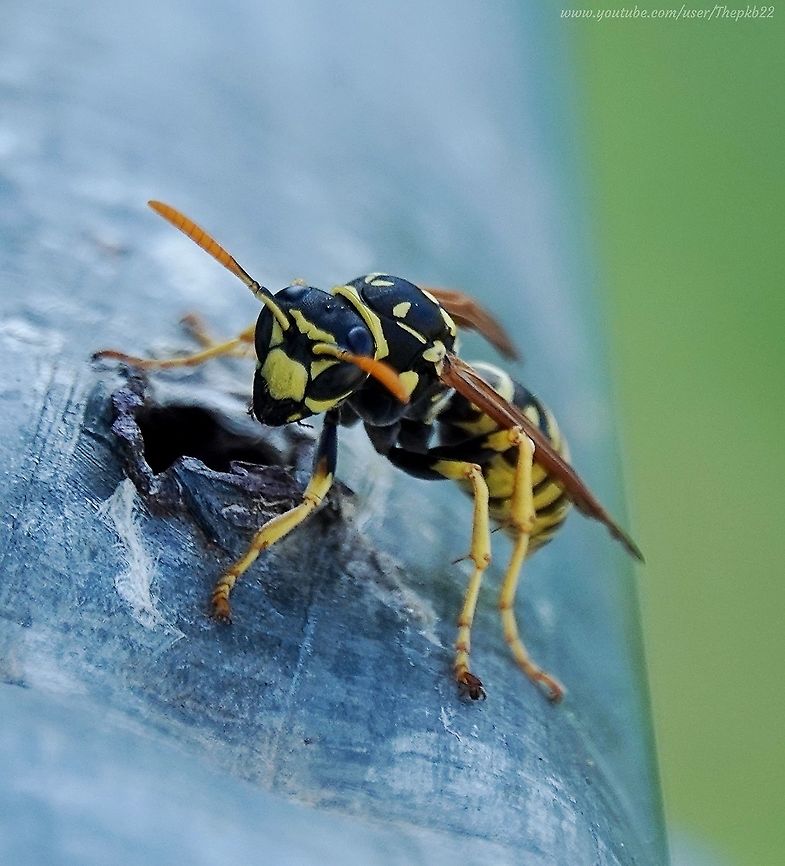 European Paper Wasp (Polistes dominula) I had only just arrived in Sitges and was waiting for a train. As usual I took a wander towards the nearest vegetation (there wasn&#039;t much) and soon noticed the tell-tell signs of frantic activity:<br />
<br />
<section class="video"><iframe width="448" height="282" src="https://www.youtube-nocookie.com/embed/GXkBhyUXfPw?hd=1&autoplay=0&rel=0" frameborder="0" allowfullscreen></iframe></section><br />
<br />
 European paper wasp,Geotagged,Polistes dominula,Spain,Summer