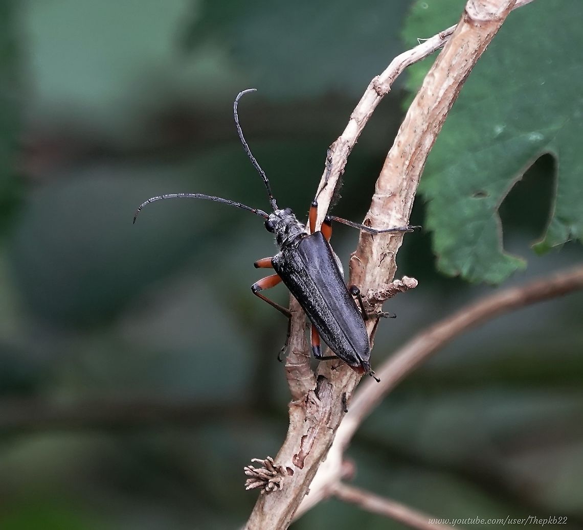 Variable Longhorn Beetle (Stenocorus meridianus) I spent today (my third) looking for the elusive Brown Hairstreak Butterfly. <br />
<br />
Tired and sun burn, I was on my way back to my bicycle when this surprisingly large beetle flew right past my face. <br />
<br />
Another surprise is that most references have the adult Stenocorus meridianus flying &quot;in May and June. Yet here it was in the second week of August.<br />
<br />
Unfortunately, it&#039;s not my best video, but still worth a gander : <section class="video"><iframe width="448" height="282" src="https://www.youtube-nocookie.com/embed/7hrC106H2H4?hd=1&autoplay=0&rel=0" frameborder="0" allowfullscreen></iframe></section> Geotagged,Stenocorus meridianus,Summer,United Kingdom