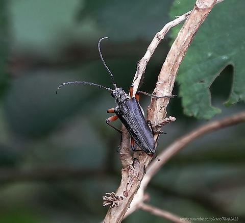 Variable Longhorn Beetle (Stenocorus meridianus) I spent today (my third) looking for the elusive Brown Hairstreak Butterfly. 

Tired and sun burn, I was on my way back to my bicycle when this surprisingly large beetle flew right past my face. 

Another surprise is that most references have the adult Stenocorus meridianus flying "in May and June. Yet here it was in the second week of August.

Unfortunately, it's not my best video, but still worth a gander : https://www.youtube.com/watch?v=7hrC106H2H4 Geotagged,Stenocorus meridianus,Summer,United Kingdom
