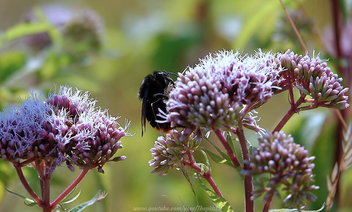 Red-tailed Cuckoo Bee (Bombus rupestris) Sparsely widespread in southern UK, it's been a long time since I've come across one of these.<br />
<br />
This Queen was HUGE, but quietly went about her business as seen here: <section class="video"><iframe width="448" height="282" src="https://www.youtube-nocookie.com/embed/jOKYqQXsbio?hd=1&autoplay=0&rel=0" frameborder="0" allowfullscreen></iframe></section> Bombus rupestris,Geotagged,Summer,United Kingdom