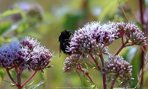 Red-tailed Cuckoo Bee (Bombus rupestris) Sparsely widespread in southern UK, it's been a long time since I've come across one of these.

This Queen was HUGE, but quietly went about her business as seen here: https://youtu.be/jOKYqQXsbio Bombus rupestris,Geotagged,Summer,United Kingdom