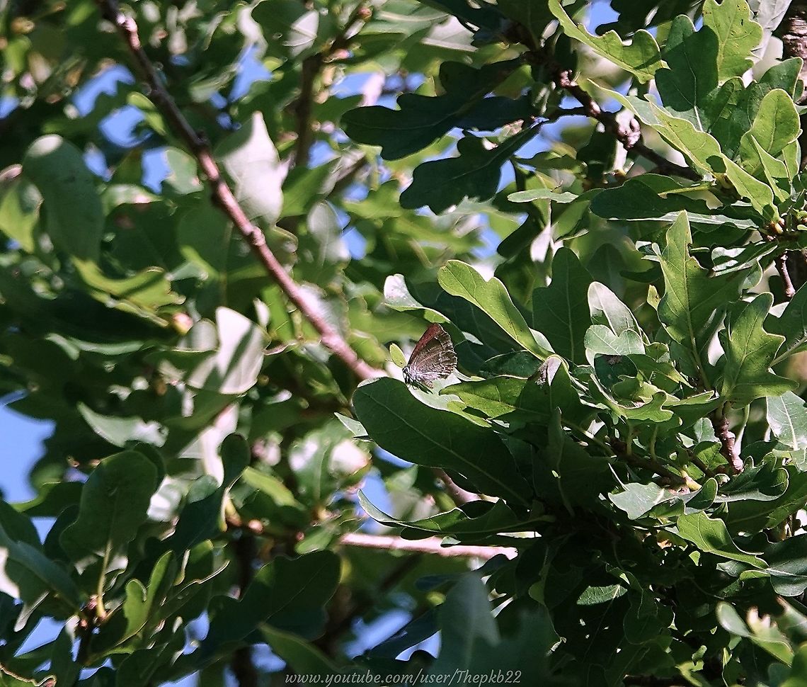 Purple Hairstreak Butterfly (Favonius quercus) There&#039;s a very good reason this photograph was taken at full zoom.<br />
<br />
It was the closest I good get (despite climbing the tree itself) to these super elusive, beautiful Purple Hairstreak butterflies which live tantalisingly out of reach, at the very top of their host Oak Tree.<br />
<br />
Even finding an Oak which hosts a colony is difficult enough.<br />
<br />
I did snatch a few video shots however : <section class="video"><iframe width="448" height="282" src="https://www.youtube-nocookie.com/embed/ONUS_nSt8vw?hd=1&autoplay=0&rel=0" frameborder="0" allowfullscreen></iframe></section><br />
<br />
Attempts to get closer will continue throughout August, conditions allowing. Geotagged,Neozephyrus quercus,Purple hairstreak,Summer,United Kingdom