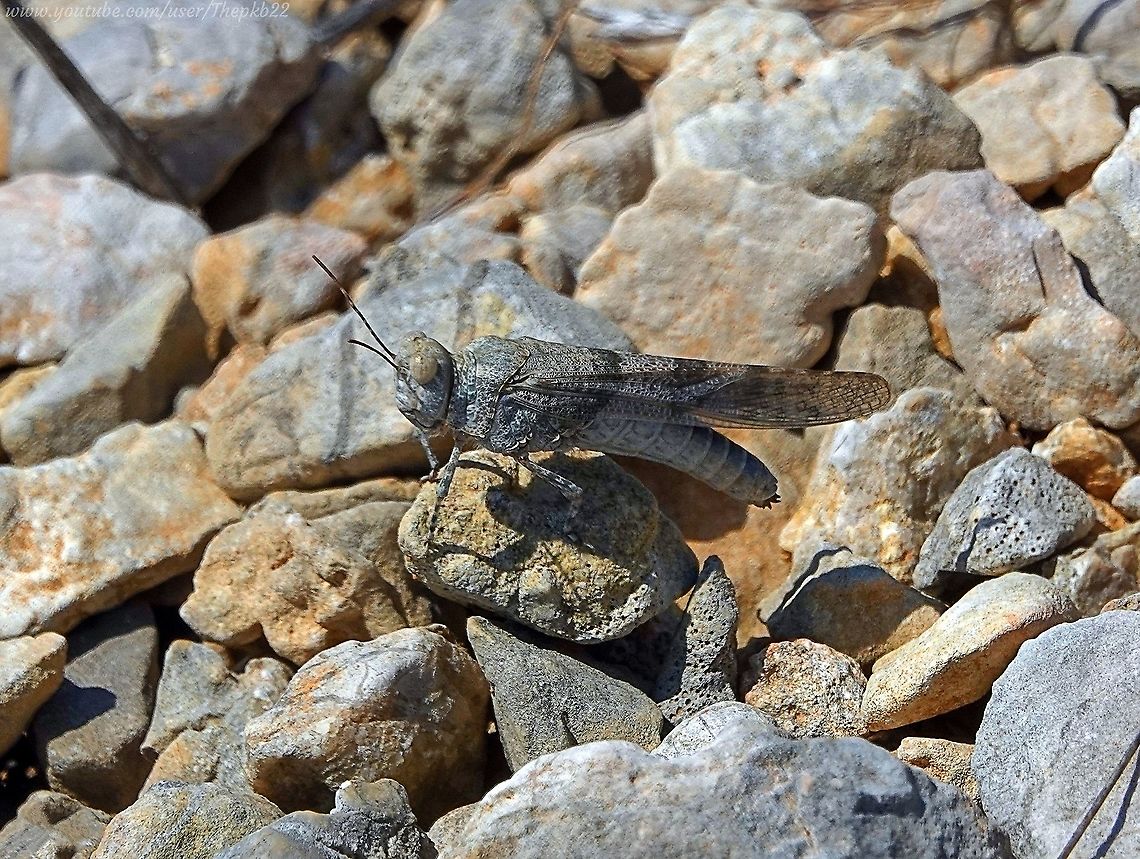Bandwinged Grasshopper (probably Oedipoda germanica) There are several Bandwinged Grasshoppers, of variable colours which are only definitively identifiable by viewing the hind wings.<br />
<br />
I'm confident I saw a splash of red at the time which is why I've ID'd this specimen as Oedipoda germanica.<br />
<br />
Unfortunately the accompanying video doesn't give any more away. I should have been more insistent.<br />
<br />
The video and further information about this species can be viewed here: <br />
<section class="video"><iframe width="448" height="282" src="https://www.youtube-nocookie.com/embed/5hP7Uu6bggA?hd=1&autoplay=0&rel=0" frameborder="0" allowfullscreen></iframe></section> Geotagged,Oedipoda germanica,Red-winged grasshopper,Spain,Summer