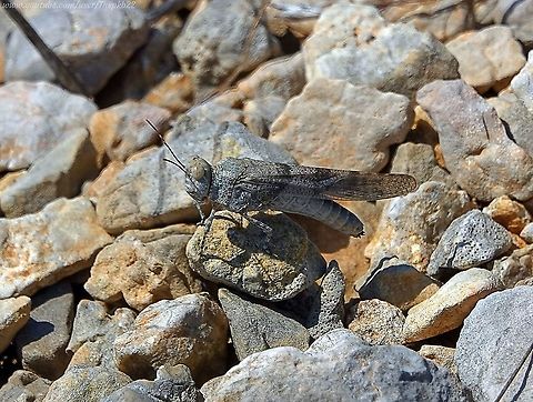 Bandwinged Grasshopper (probably Oedipoda germanica) There are several Bandwinged Grasshoppers, of variable colours which are only definitively identifiable by viewing the hind wings.

I'm confident I saw a splash of red at the time which is why I've ID'd this specimen as Oedipoda germanica.

Unfortunately the accompanying video doesn't give any more away. I should have been more insistent.

The video and further information about this species can be viewed here: 
https://www.youtube.com/watch?v=5hP7Uu6bggA Geotagged,Oedipoda germanica,Red-winged grasshopper,Spain,Summer