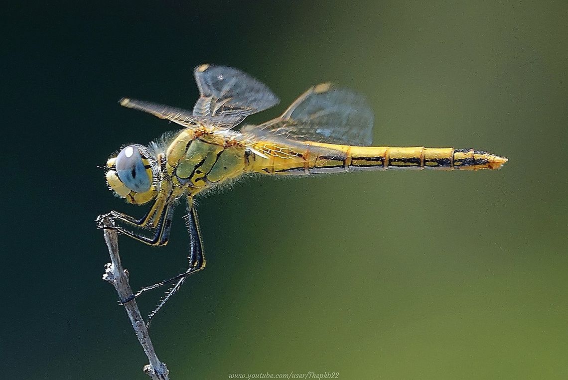 Female Red-veined Darter (Sympetrum fonscolombii) While my friends went for a day in Barcelona, I took a long and VERY hot walk with my camera, into the windy but dry, stony hills which overlook Sitges in Spain, at the height of summer.<br />
<br />
If I had seen nothing else, this female Red-veined Darter would have made the day worthwhile, despite the difficulty climbing to where I could see her take characteristic short sorties to and from her observation post.<br />
<br />
She allowed me to get as close as I dared, without disturbing her.<br />
<br />
More information with an accompanying video can be viewed here: <section class="video"><iframe width="448" height="282" src="https://www.youtube-nocookie.com/embed/Xb_YfksW-5Y?hd=1&autoplay=0&rel=0" frameborder="0" allowfullscreen></iframe></section> Geotagged,Spain,Summer,Sympetrum fonscolombii,red-veined darter