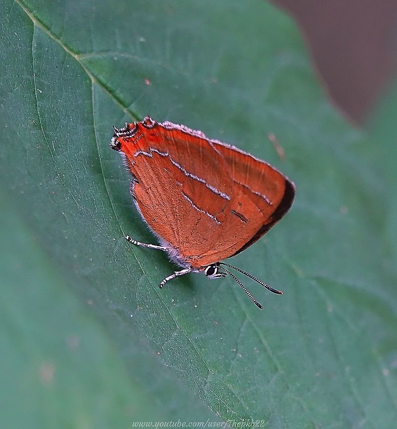 Brown Hairstreak Butterfly (Thecla betulae) After three days of exhaustive searching for this beautiful and elusive butterfly, I was on the way home through another woodland area, when this wonderful butterfly flew right past me and landed on a leaf close by, far removed from where I had hoped to find one.<br />
<br />
I think that made it extra special. Plus of course, this is a butterfly which has suffered appalling losses due to inappropriate management of our hedgerows, and therefore has become rarer in recent decades.<br />
<br />
For more information and short video please visit: <section class="video"><iframe width="448" height="282" src="https://www.youtube-nocookie.com/embed/RX-ooMgao4I?hd=1&autoplay=0&rel=0" frameborder="0" allowfullscreen></iframe></section> Brown hairstreak,Geotagged,Summer,Thecla betulae,United Kingdom