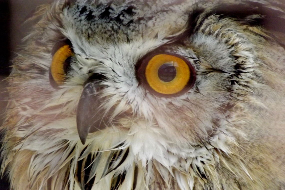 Owl  Bubo bubo,Eurasian Eagle-Owl