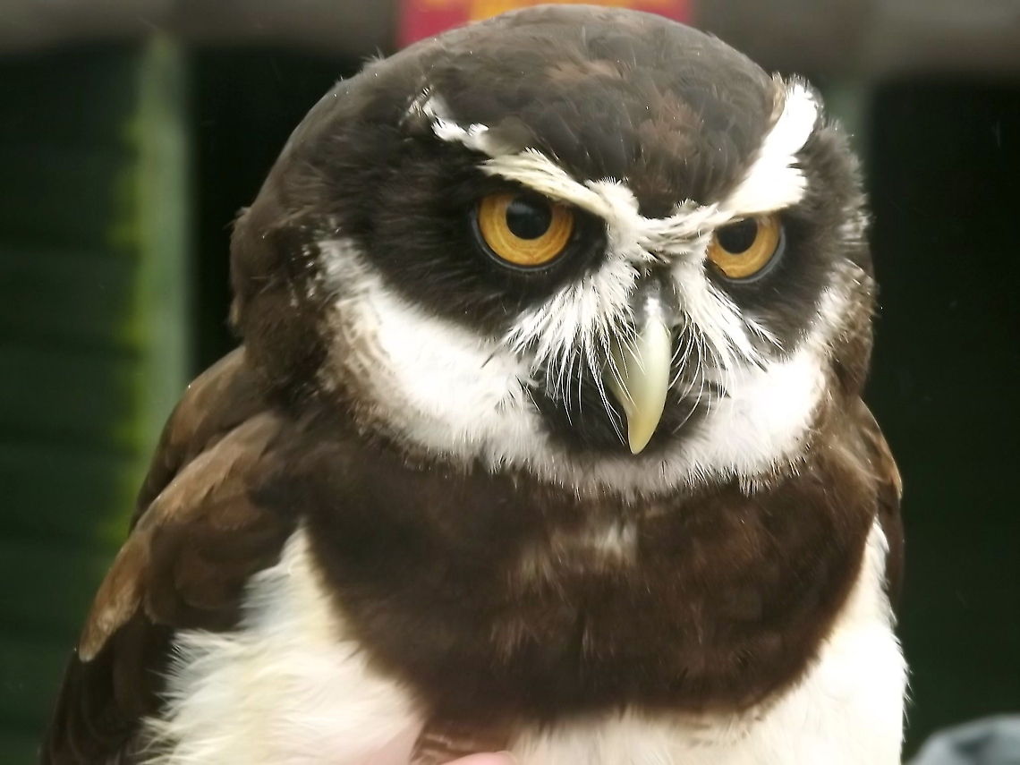 DSCF0015  Pulsatrix perspicillata,Spectacled Owl