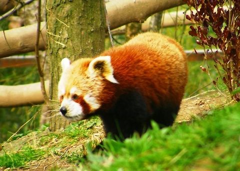 W024  Ailurus fulgens,Red panda