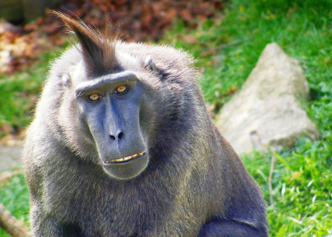 W040  Celebes Crested macaque,Macaca nigra
