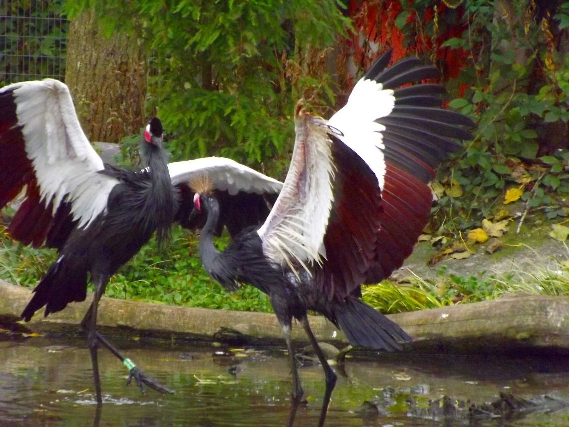 W112  Balearica pavonina,Black Crowned Crane