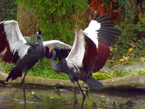 W112  Balearica pavonina,Black Crowned Crane