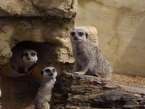 Is it safe? Meekat family emerging from home Meerkat,Suricata suricatta,animal
