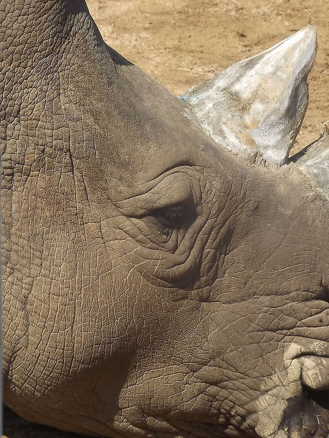 Eye of the rhino Close up of rhino Ceratotherium simum,Rhino,White rhinoceros,animal,wildlife