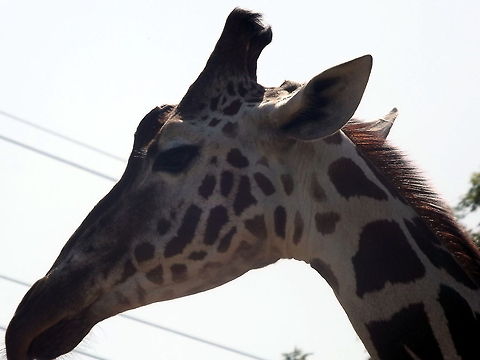 Head held high Giraffe head Giraffa camelopardalis,Giraffe,animal,head,wildlife