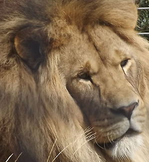 Pride of the pride Proud lion surveying the area Lion,Panthera leo,animal,lion,wild