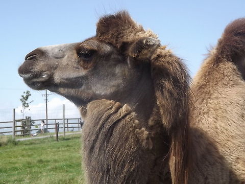 Inscrutible camel oblivious of everyone and anything Camel,Camelus dromedarius,Dromedary camel,animal,wildlife