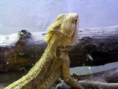 Hmm, what`s over there? lizard peering over branch Central bearded dragon,Lizard,Pogona vitticeps,reptile,wildlife