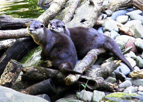 Togetherness Pair of otters playing in stream European otter,Lutra lutra,animal,otter,wildlife