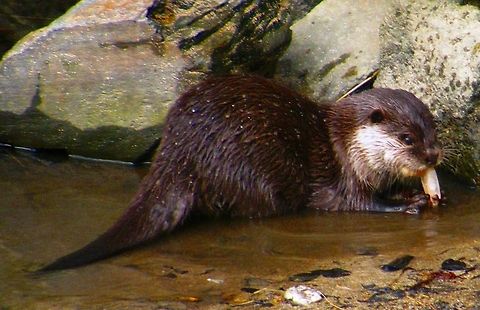 Teatime Otter feeding on fish Lontra canadensis,North American river otter,Otter,animal,wildlife