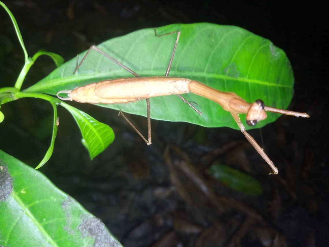 Statilia sp. This is a gravid female of unknown large Statilia sp. This mantis was found on low lying plant in Pangasinan, North Luzon, Philippines.  Mantis,Pangasinan,Philippines,Statilia sp,north luzon